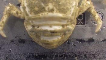 Media type: image;   Invertebrate Zoology 153121 Description: live specimen;
